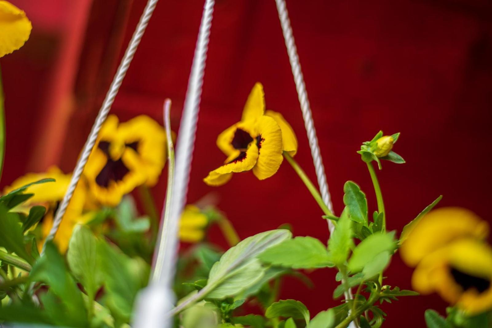Cabana Cret Ocoale 部屋 写真